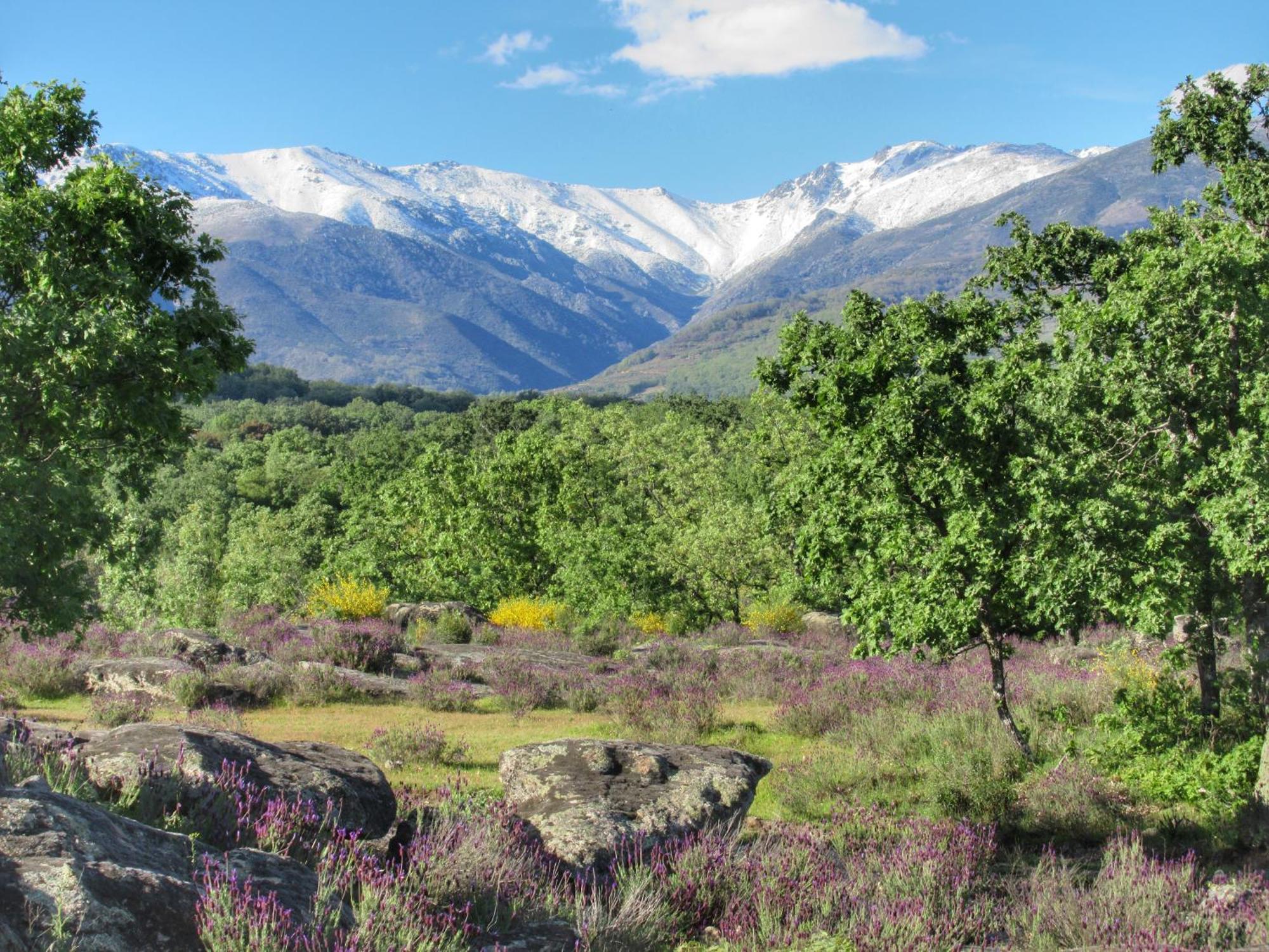 Apartamentos Rurales Entre Fuentes Cuacos De Yuste Dış mekan fotoğraf