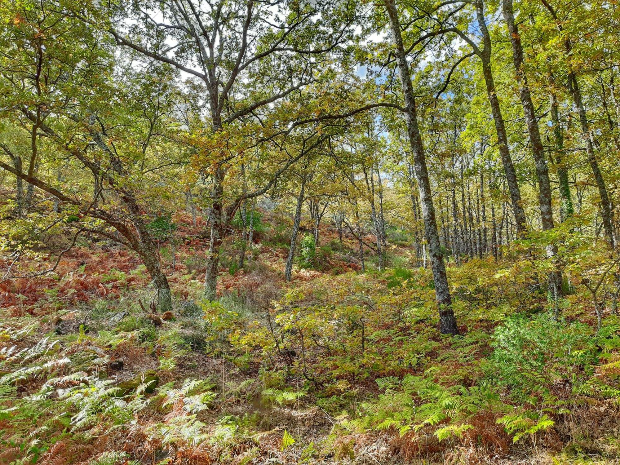 Apartamentos Rurales Entre Fuentes Cuacos De Yuste Dış mekan fotoğraf