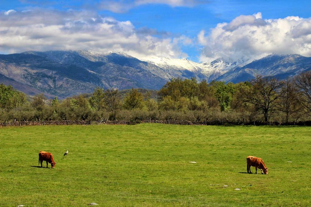 Apartamentos Rurales Entre Fuentes Cuacos De Yuste Dış mekan fotoğraf